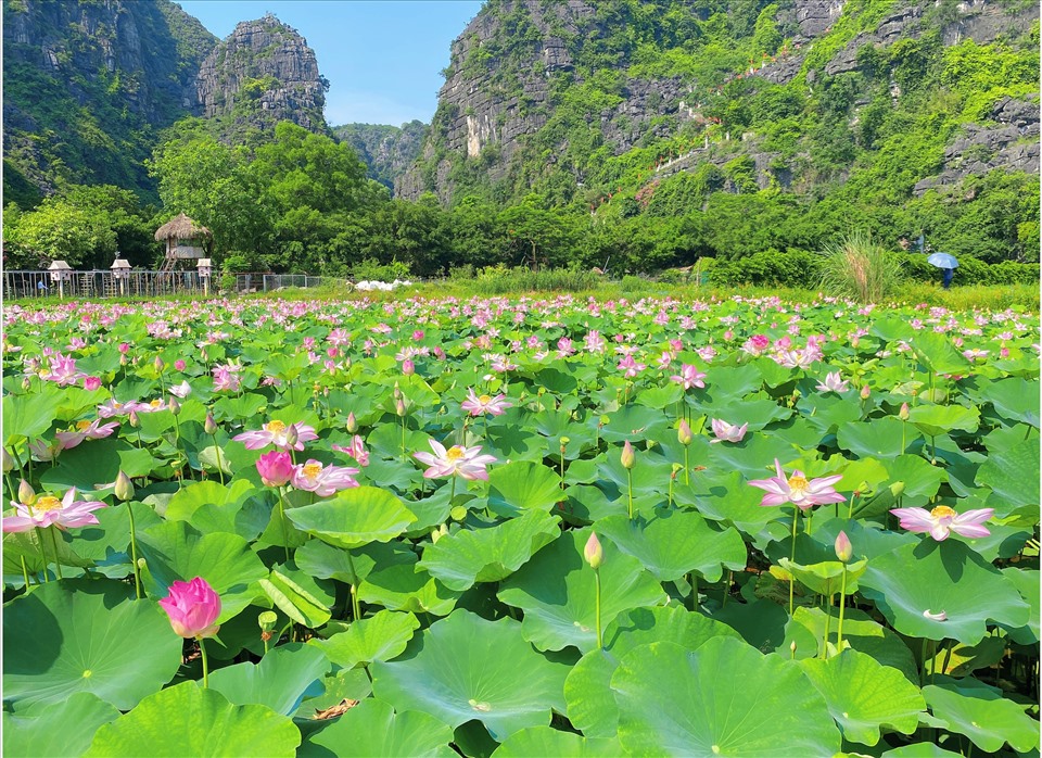 du lịch ninh bình 